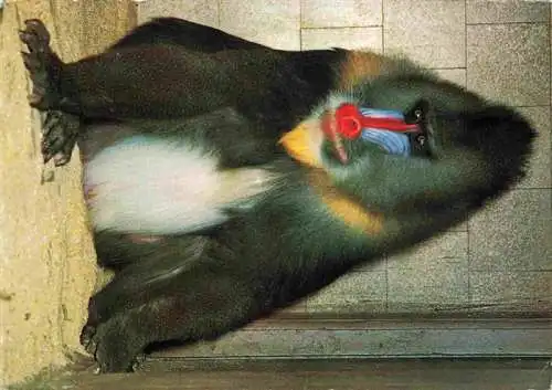 AK / Ansichtskarte  Zoo_Gardin_Zoologique-- Basel Mandrill