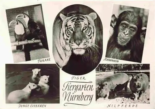 AK / Ansichtskarte 73984116 Zoo_Gardin_Zoologique-- Nuernberg Tukane Tieger Schimpanse Nielpferd Eisbaer