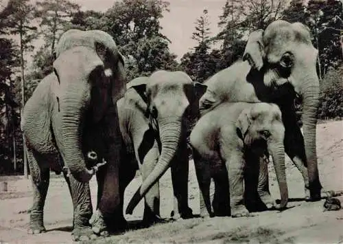 AK / Ansichtskarte 73984117 Zoo_Gardin_Zoologique-- Nuernberg Indische Elefanten 