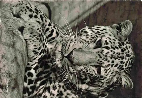 AK / Ansichtskarte 73984120 Zoo_Gardin_Zoologique-- Zuerich Afrikanischer Leopard
