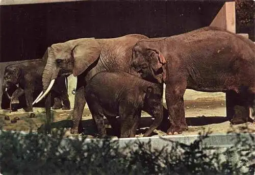 AK / Ansichtskarte  Zoo_Gardin_Zoologique-- Stuttgart Wilhelma Elefanten 