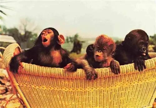 AK / Ansichtskarte 73984131 Zoo_Gardin_Zoologique-- Wilhelma Stuttgart Schimpansen Orang Gorillakind
