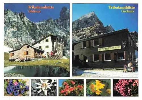 AK / Ansichtskarte 73984696 Tribulaunhuette in Suedtirol und Gschnitz  Alpenflora