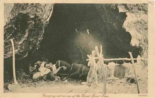 AK / Ansichtskarte  Australia_Australien_ Camping out in one of the Giant Forest Trees