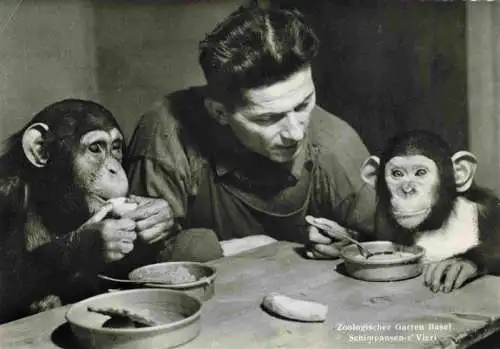 AK / Ansichtskarte  BASEL_BS Schimpansen-z' Vieri Zoologischer Garten