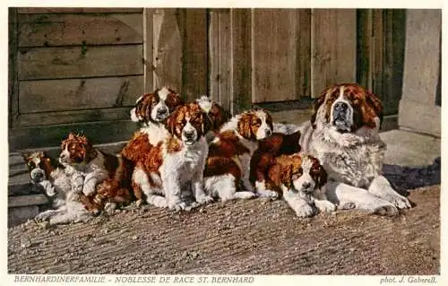 AK / Ansichtskarte  Hunde_dogs_chiens Bernhardinerfamilie Noblesse de Race 