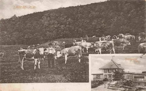 AK / Ansichtskarte  Laegern-Hochwacht_Regensberg_Dielsdorf_ZH Panorama Kuhherde Restaurant