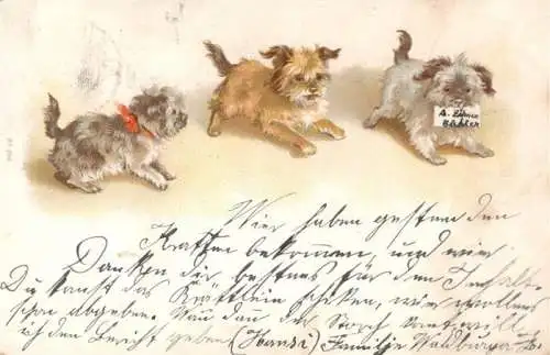 AK / Ansichtskarte  Hunde_dogs_chiens A.Zaehnen Buehler N. 230 