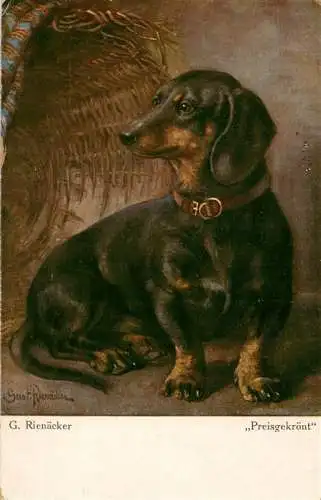 AK / Ansichtskarte  Dackel_Dachshund_Teckel_Hunde_dogs_Chiens_Cani C.Rienaecker Preisgekroent