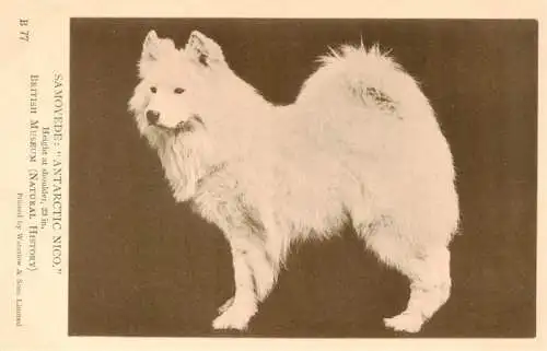 AK / Ansichtskarte  Hunde_dogs_chiens Samoyede Antarctic Nico 