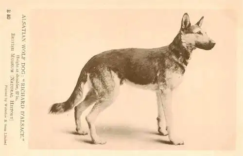 AK / Ansichtskarte  Hunde_dogs_chiens Alsatian Wolf Dog Richard D Alsace