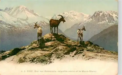 AK / Ansichtskarte 73991095 Steinbock_Capricorn_Capricorne_Capricornio-- J.J. 3162 Sommer Aiguille verte et le Mont Blanc