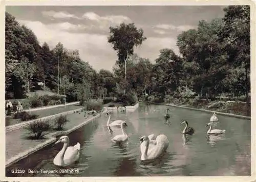 AK / Ansichtskarte  BERN_BE Schwaene im Tierpark Daehlhoelzli