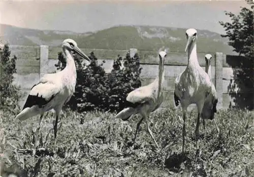 AK / Ansichtskarte 13992694 Sempach_LU Schweizer Vogelwarte Elsaesser Stoerche im Gehege