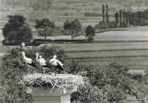 AK / Ansichtskarte 13992695 Sempach_LU Schweizer Vogelwarte 4 Stoerche in Neunkirch