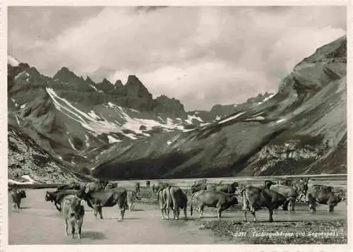 AK / Ansichtskarte 13992702 Tschingelhoerner_3576m_Muerren_BE und Segnespass Rinderherde Panorama