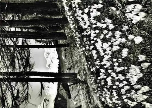 AK / Ansichtskarte  St_Moritz__SANKT_MORITZ_GR Fruehlingsmotiv