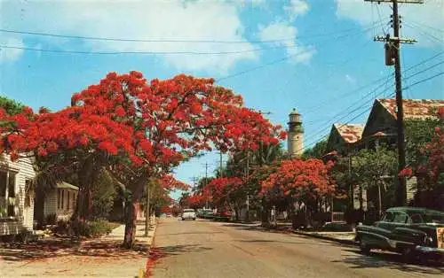 AK / Ansichtskarte  Key_West_Florida_USA Roayl Poinciana Trees lined along Simonton