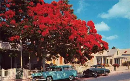 AK / Ansichtskarte 73996332 Key_West_Florida_USA Flowering Royal Poinciana tree