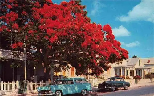 AK / Ansichtskarte  Key_West_Florida_USA Flowering Royal Poinciana tree
