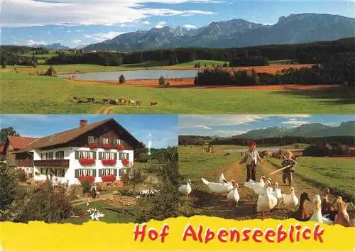 AK / Ansichtskarte  Nesselwang_Allgaeu_Bayern Panorama Hof Alpenseeblick Gaensehirten