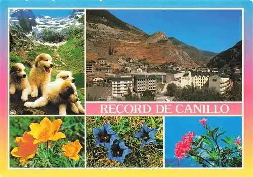 AK / Ansichtskarte  Canillo_Andorra Hundewelpen Panorama Alpenflora