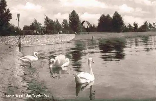 AK / Ansichtskarte  Tegel_Berlin Am Tegeler See Schwaene