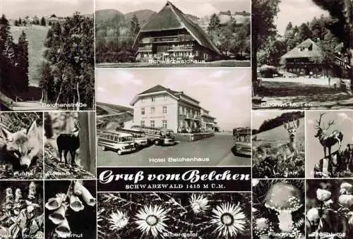 AK / Ansichtskarte  Schoenau_Schwarzwald Belchenstrasse Schwarzwaldhaus Hotel Belchenhaus Fuchs Gemse Reh Hirsch Enzian Fingerhut Silberdistel Fliegenpilz Trollblume