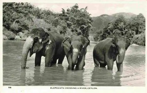 AK / Ansichtskarte  Elefant Ceylon Srilanka