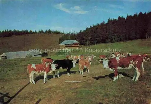 AK / Ansichtskarte  Gschwend_Backnang Berggasthof Pension Gisiboden Viehherde