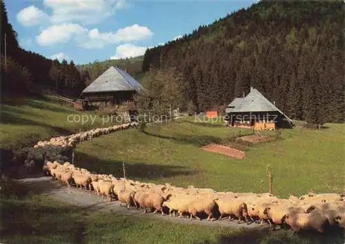 AK / Ansichtskarte  Multen Haus Sonne Pension Schafherde