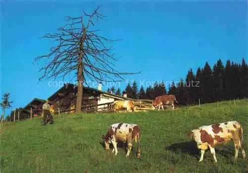 AK / Ansichtskarte  St_Johann_Tirol_AT Alpengasthaus Bassgeigeralm Almvieh Kuehe