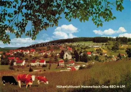 AK / Ansichtskarte  Hammelbach_Grasellenbach Panorama