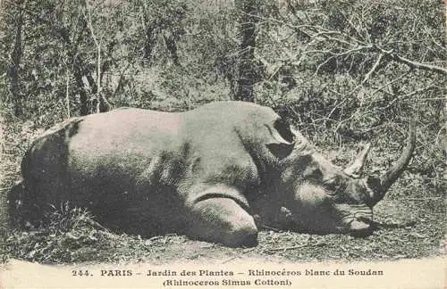 AK / Ansichtskarte  Nashorn Paris Jardin des Plantes