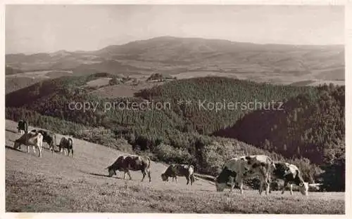 AK / Ansichtskarte  Breitnau_Schwarzwald Landschaftspanorama Viehweide Kuehe