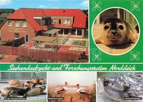 AK / Ansichtskarte  Norddeich__Norden_Nordseebad Seehundaufzuchtstation Seehunde Saebelschnaebler Aufzuchtbecken