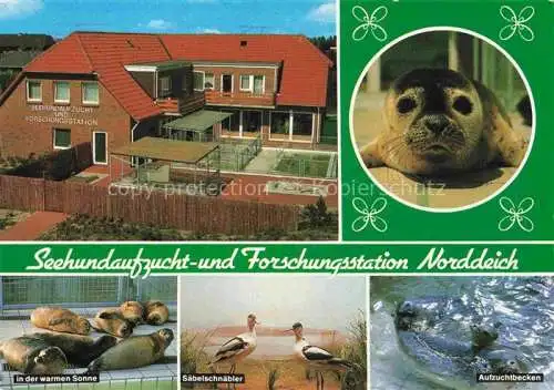 AK / Ansichtskarte  Norddeich__Norden_Nordseebad Seehundaufzuchtstation Norddeich Seehunde in der warmen Sonne Saebelschnabler Aufzuchtbecken