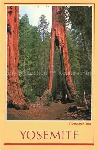 AK / Ansichtskarte  Yosemite_Village_California_USA Clothespin Tree