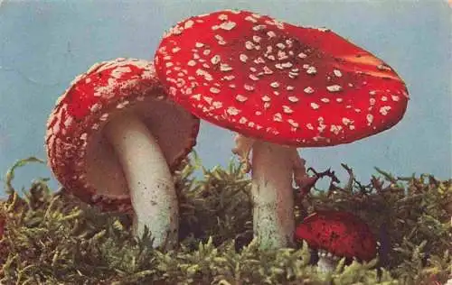 AK / Ansichtskarte  Pilze_Champignons_Mushrooms_Setas Amanita muscaria Taeubling