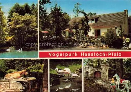 AK / Ansichtskarte  Hassloch_Pfalz Vogelpark