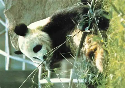 AK / Ansichtskarte  Pandabaer Zoo Berlin Bambus