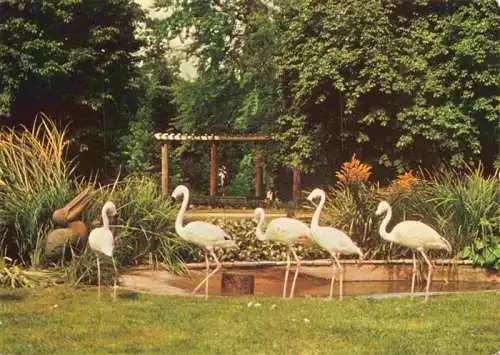 AK / Ansichtskarte  Zoo Gardin Zoologique-- Karlsruhe Stadtgarten Flamingos