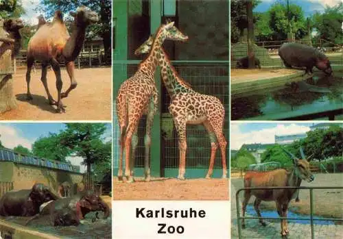 AK / Ansichtskarte  Zoo Gardin Zoologique-- Karlsruhe Kamel Elefant Giraffe Flusspferd Elenantilope