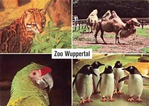 AK / Ansichtskarte  Zoo Gardin Zoologique-- Wuppertal Ozelot Trampeltier Soldatenara Eselspinguine