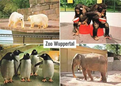 AK / Ansichtskarte  Zoo Gardin Zoologique-- Wuppertal Eisbaer Schimpansen Eselspinguine asiat. Elefant