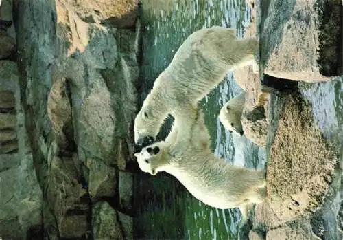 AK / Ansichtskarte  Zoo Gardin Zoologique-- Berlin Eisbaeren 