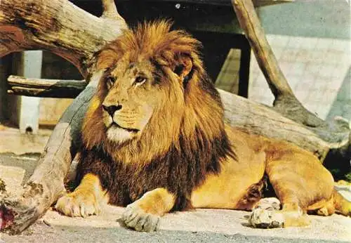 AK / Ansichtskarte  Loewe Lion-- Zoo Wilhelma Stuttgart Bad Cannstatt