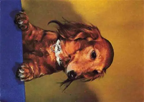 AK / Ansichtskarte  Dackel Dachshund Teckel Hunde dogs Chiens Cani PhoseBraun