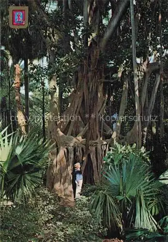 AK / Ansichtskarte  Orotava Tenerife Abol del caucho en el Jardin Botanico