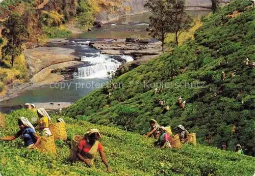 AK / Ansichtskarte  SRI LANKA Ceylon Tea Pluckers